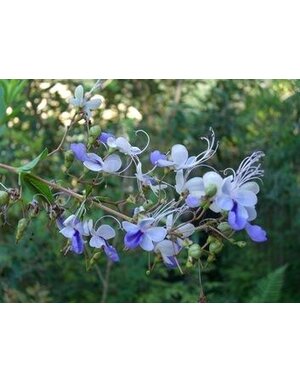 CLERODENDRON, 'BLUE BUTTERFLY', 3G