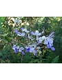 CLERODENDRON, 'BLUE BUTTERFLY', 3G
