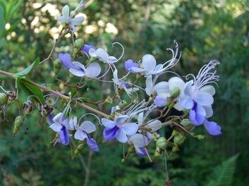 CLERODENDRON, 'BLUE BUTTERFLY', 3G