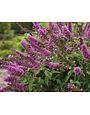 'TUTTI FRUITTI' BUDDLEIA PLANT, 3 GALLON