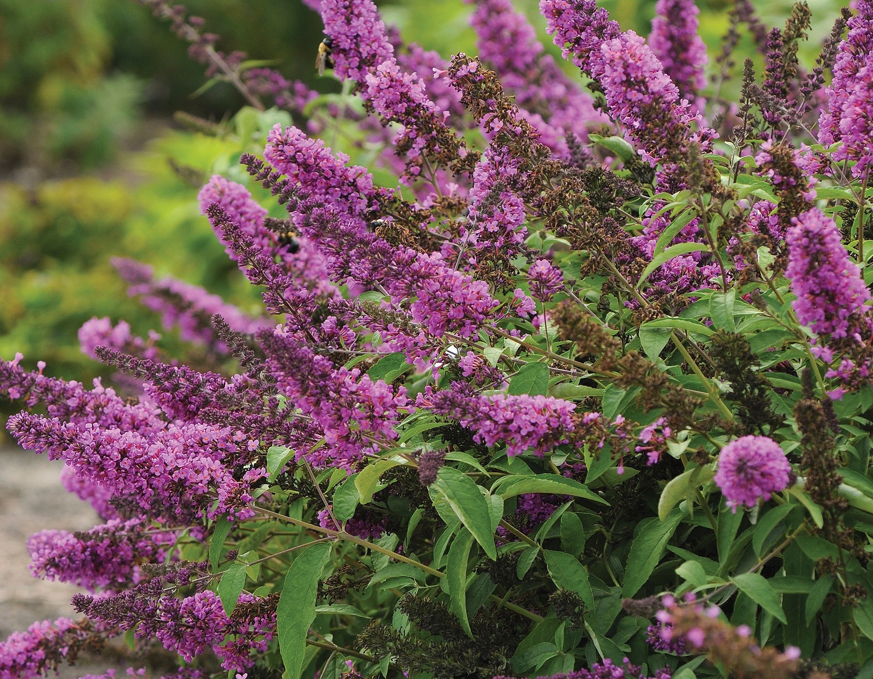 'TUTTI FRUITTI' BUDDLEIA PLANT, 3 GALLON
