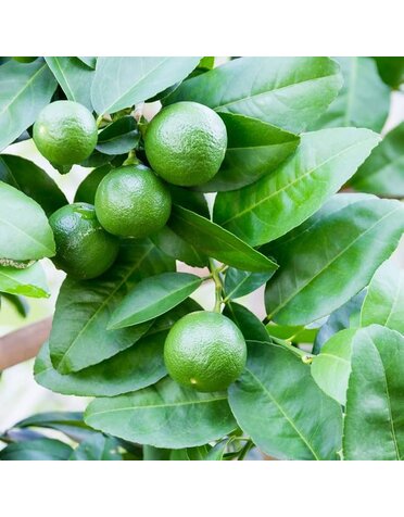 CITRUS, 'LIME, 'PERSIAN', 3G