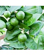 CITRUS, 'LIME, 'PERSIAN', 3G