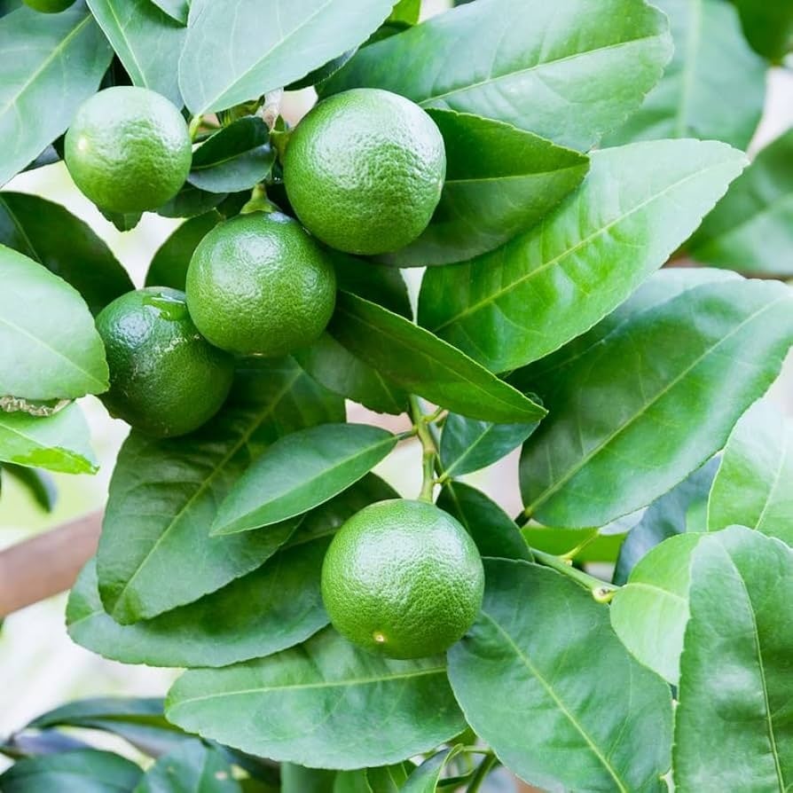 CITRUS, 'LIME, 'PERSIAN', 3G