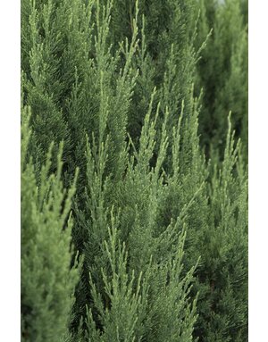 Juniper 'Blue Point' 7G
