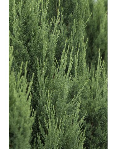 Juniper 'Blue Point' 7G