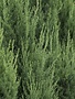 JUNIPER, 'BLUE POINT', 7G*