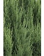 ‘BLUE POINT’ JUNIPER, 7 GALLON