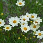 COREOPSIS, 'STAR CLUSTER', 1G