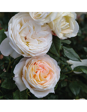 ROSE, 'BLOOMABLE 'TOP CREAM' 3G