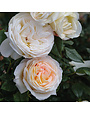 'BLOOMABLE TOP CREAM' ROSE 3 GALLON
