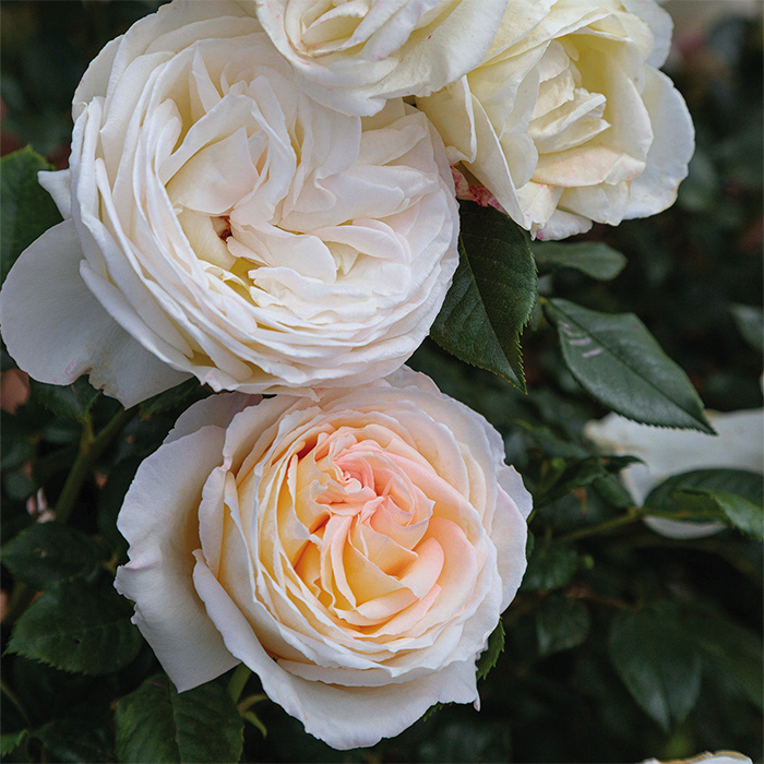 BLOOMABLE® TOP CREAM™ ROSE BUSH, 3 GALLON