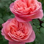 ROSE,  BLOOMABLE 'LOVE ME LOVE ME NOT' 3G