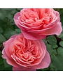BLOOMABLE® LOVE ME LOVE ME NOT™ ROSE BUSH, 3 GALLON
