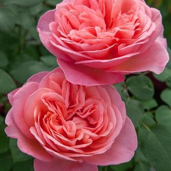 BLOOMABLE® LOVE ME LOVE ME NOT™ ROSE BUSH, 3 GALLON