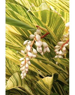 GINGER, 'VARIEGATED', 1G*