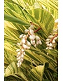 VARIEGATED GINGER PLANT, 1 GALLON