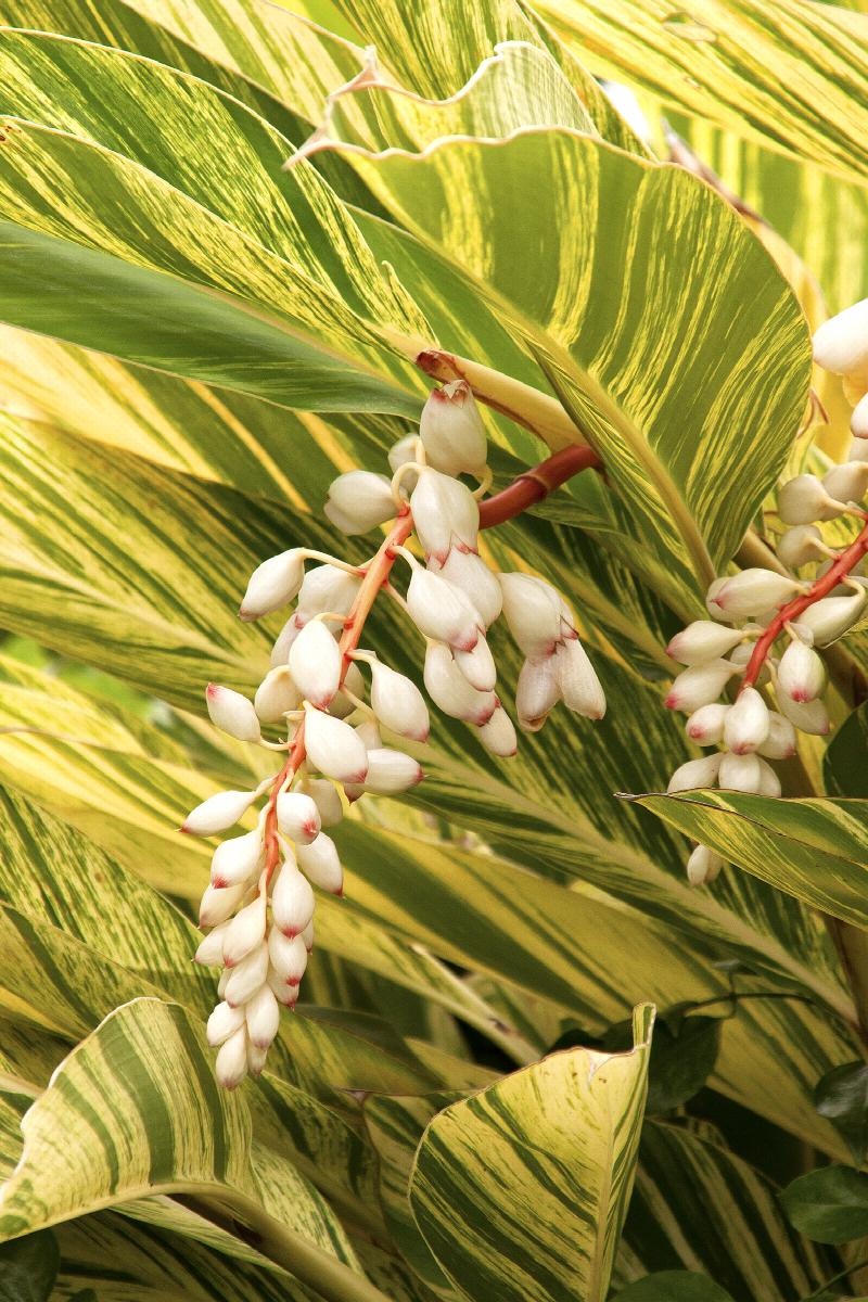 VARIEGATED GINGER PLANT, 1 GALLON