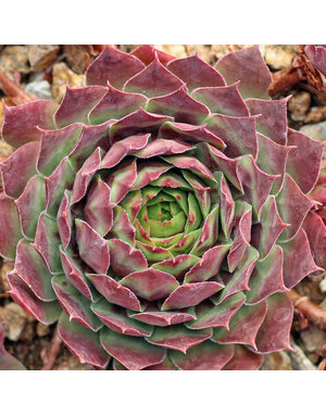 HENS N CHICS, 'KILLER" 1G