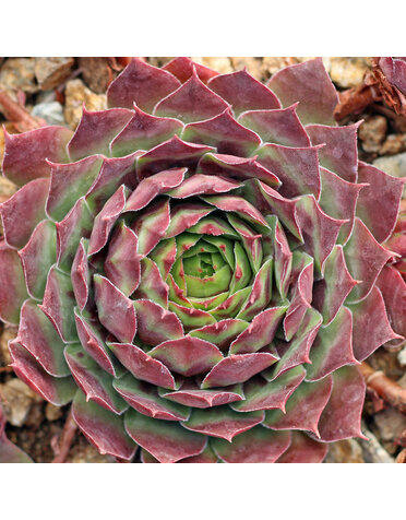 HENS N CHICS, 'KILLER" 1G