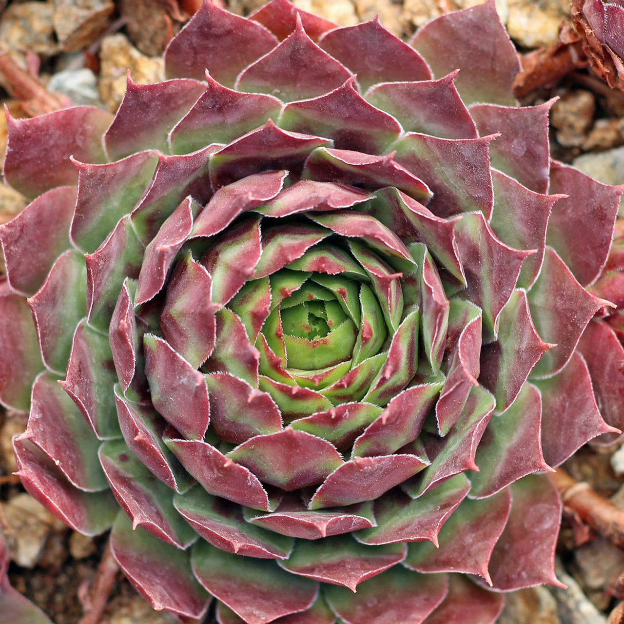 HENS N CHICS, 'KILLER" 1G