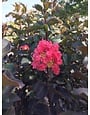 CRAPE MYRTLE, 'THUNDERSTRUCK CORAL BOOM', 15G