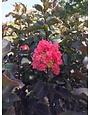 THUNDERSTRUCK™ CORAL BLOOM™ CRAPE MYRTLE, 15 GALLON