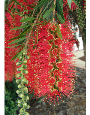 Bottlebrush 'Hannah Ray' 3 Gallon