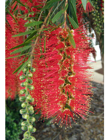 Bottlebrush 'Hannah Ray' 3 Gallon