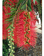 'HANNAH RAY' BOTTLEBRUSH, 3 GALLON