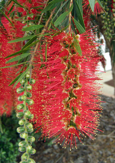 'HANNAH RAY' BOTTLEBRUSH, 3 GALLON
