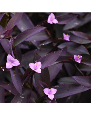 Setcreasea 'Purple Heart' Jew 1G