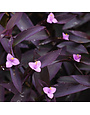 Purple Heart Jew Setcreasea 1 Gallon - Setcreasea pallida