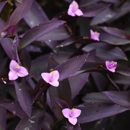 Purple Heart Jew Setcreasea 1 Gallon - Setcreasea pallida