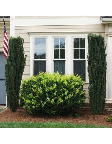 HOLLY, 'SKY PENCIL' 7G*