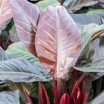 PHILODENDRON, 'IMPERIAL RED' 12" DC
