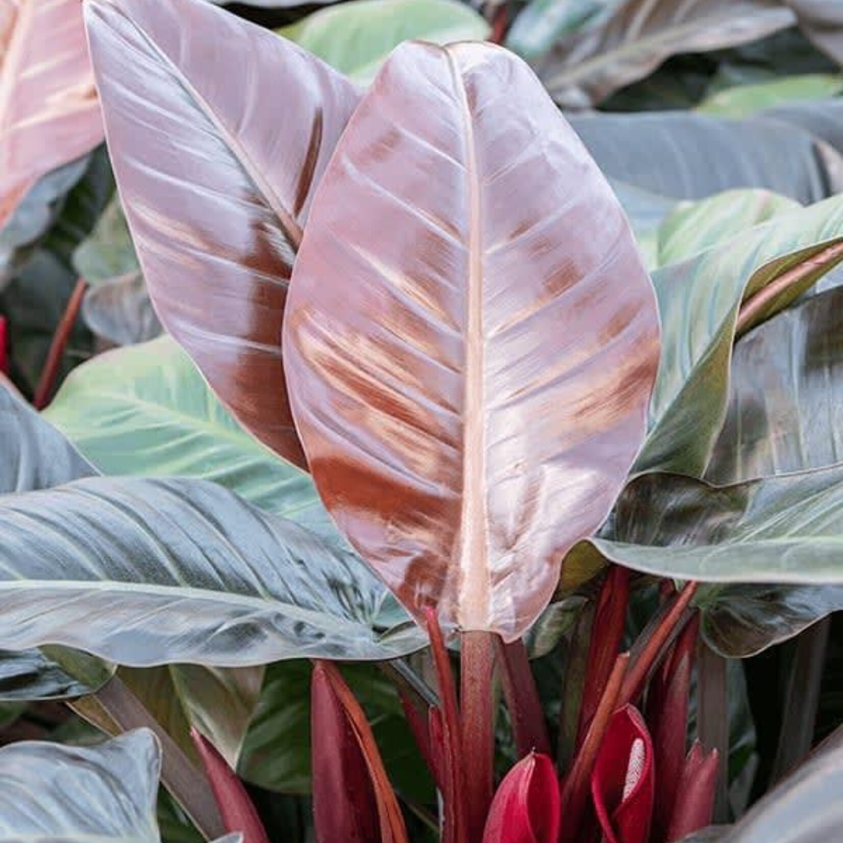 PHILODENDRON, 'IMPERIAL RED' 12" DC