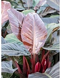 'IMPERIAL RED' PHILODENDRON, 12 INCH POT