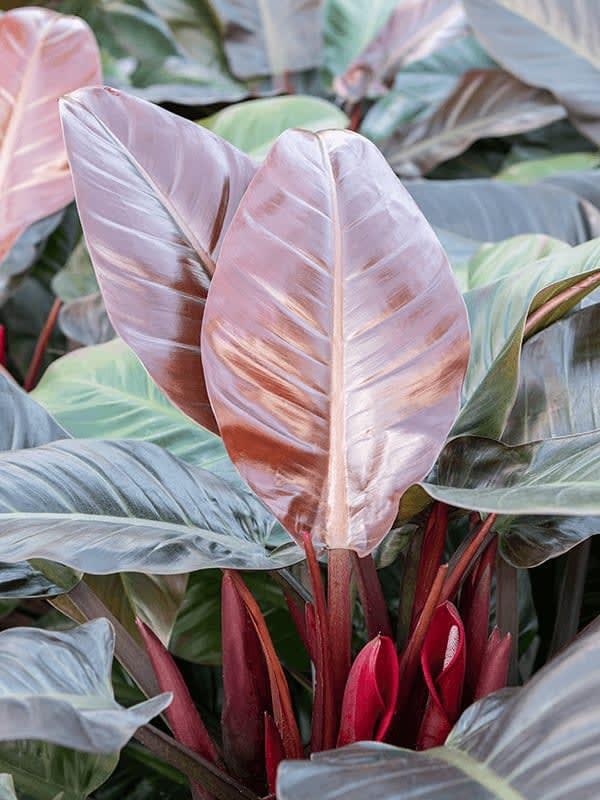 'IMPERIAL RED' PHILODENDRON, 12 INCH POT