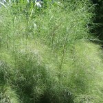 GRASS, MUHLY BAMBOO 3G