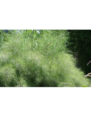 GRASS, 'MUHLY BAMBOO 3G