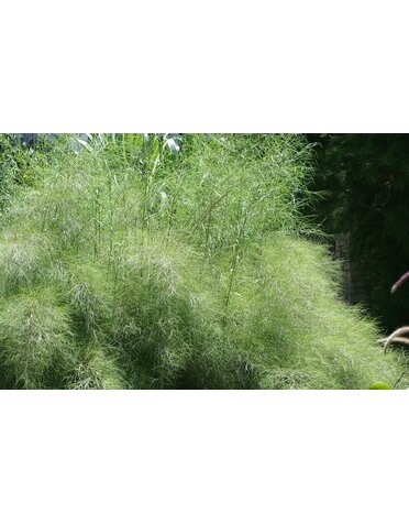 GRASS, 'MUHLY BAMBOO 3G