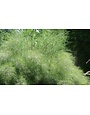 GRASS, 'MUHLY BAMBOO 3G