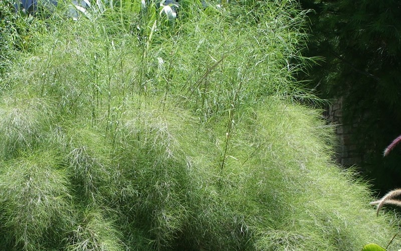 GRASS, 'MUHLY BAMBOO 3G