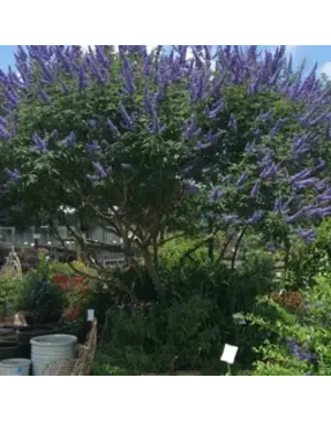 VITEX, 'AGNUS PURPLE' (CHASTE TREE) 30G