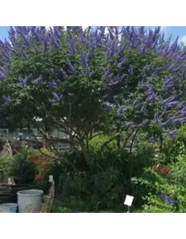 VITEX, 'AGNUS PURPLE' (CHASTE TREE) 30G