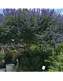 VITEX, 'AGNUS PURPLE' (CHASTE TREE) 30G