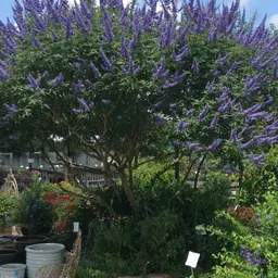 AGNUS PURPLE, VITEX, (CHASTE TREE), 30 GALLON