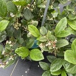 VIBURNUM, SUSPENSUM, AKA 'SANDANKWA' 7G