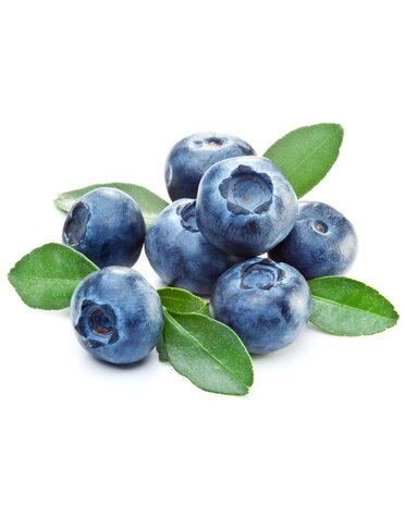 BLUEBERRY, 'HIGHBUSH BILOXI' 3G